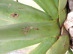 Image of Panther Anole