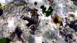 Plancia ëd Amphiprion melanopus Bleeker 1852