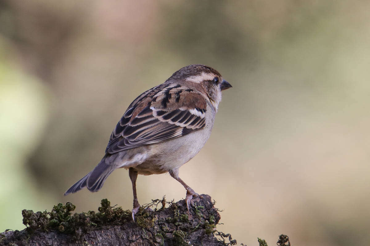 Слика од Passer cinnamomeus (Gould 1836)