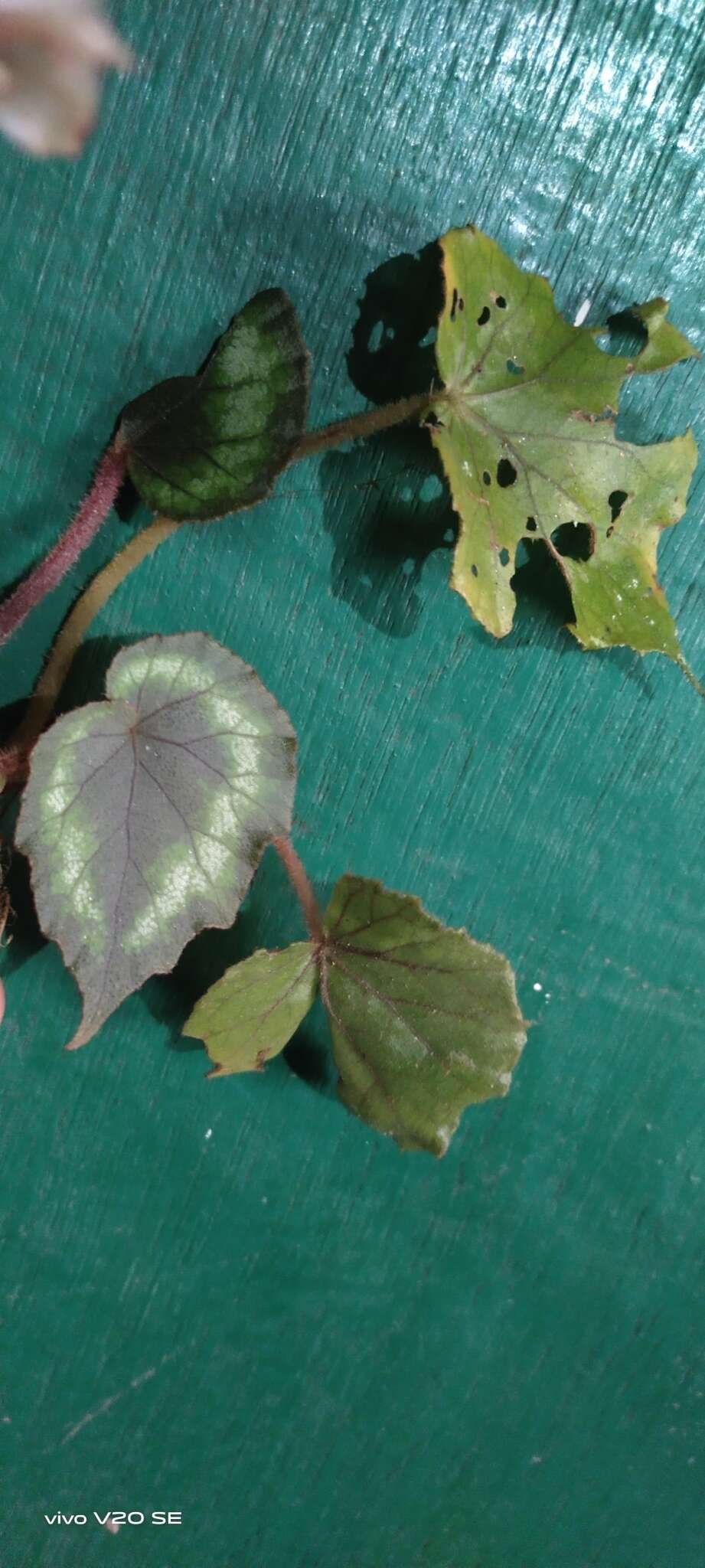 Image of Begonia annulata K. Koch