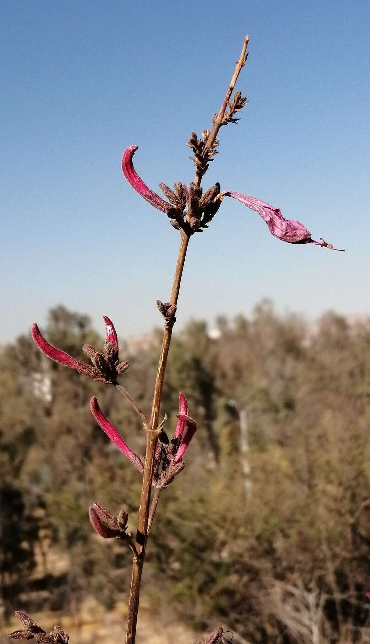 Anisacanthus puberulus (Torr.) J. Henrickson & E. J. Lott resmi