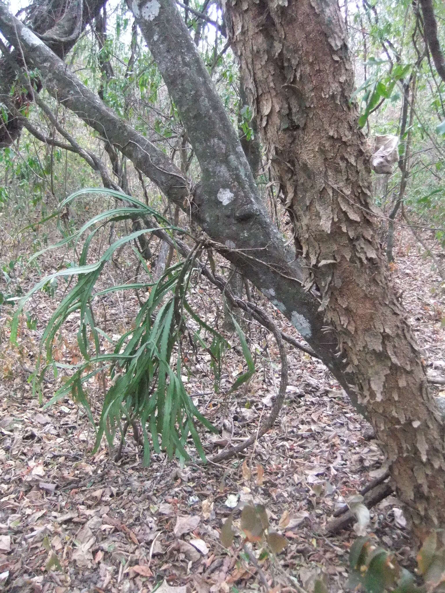 Image of Pfeiffera monacantha (Griseb.) P. V. Heath