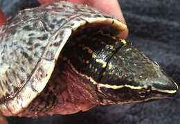 Image of Common Musk Turtle