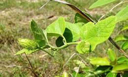 Image of Passiflora urbaniana Killip