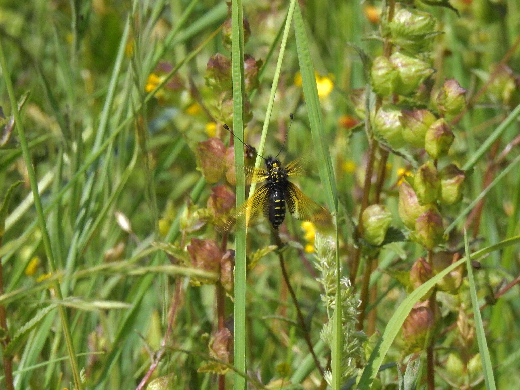 Image of Libelloides hispanicus (Rambur 1842)