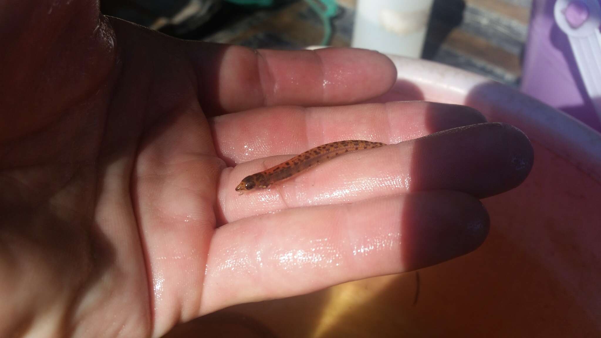 Image of Eastern Sand Darter