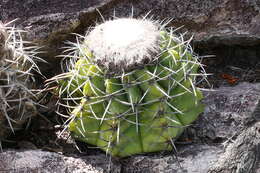 Image of Melocactus concinnus Buining & Brederoo