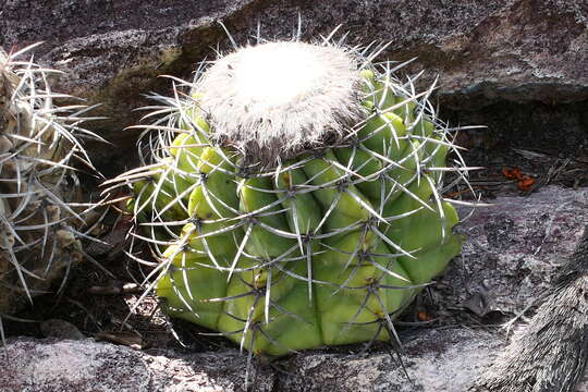 Melocactus concinnus Buining & Brederoo resmi