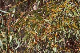 Image of Eucalyptus fruticosa M. I. H. Brooker