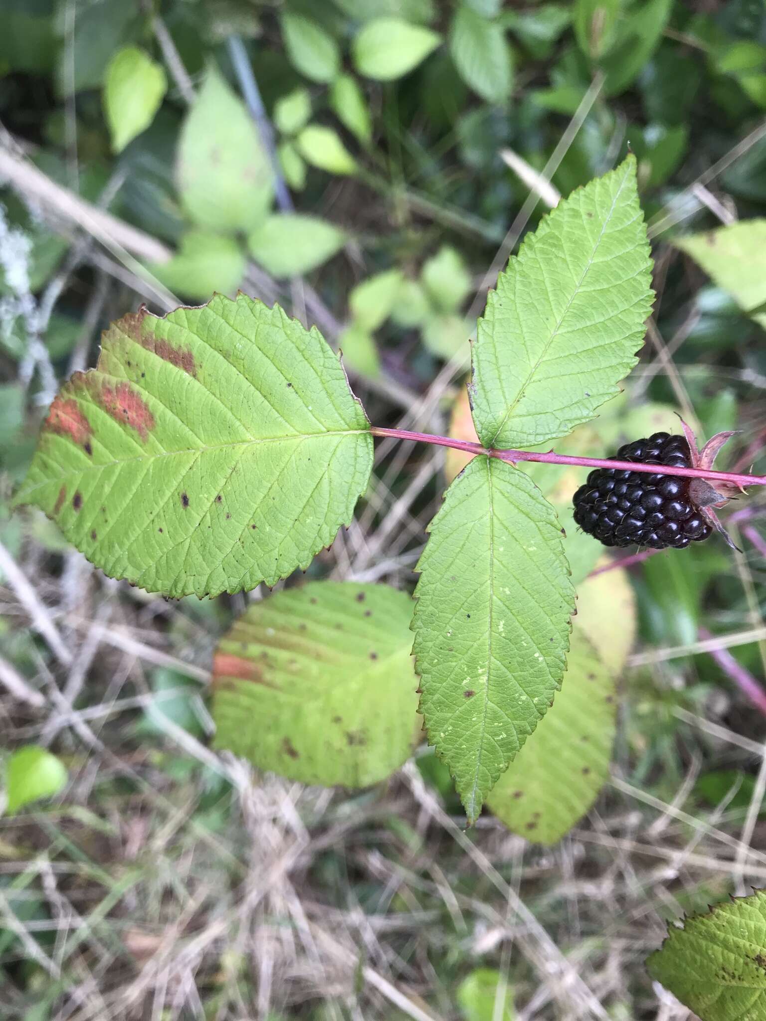 Image of Andes berry