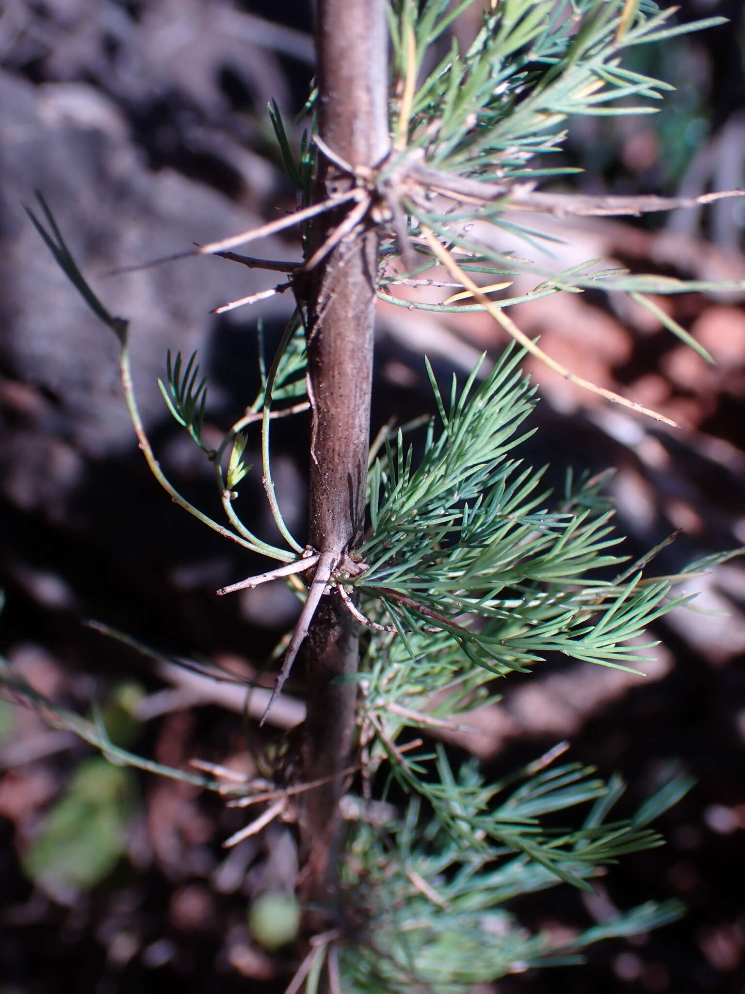 Image of Asparagus spinescens Steud. ex Schult. & Schult. fil.