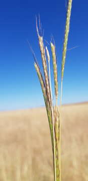 Plancia ëd Dichanthium queenslandicum B. K. Simon