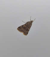 Image of Cabbage Webworm moth