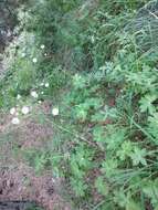 Image of Astrantia major subsp. biebersteinii (Fisch. & C. A. Mey.) I. Grint.