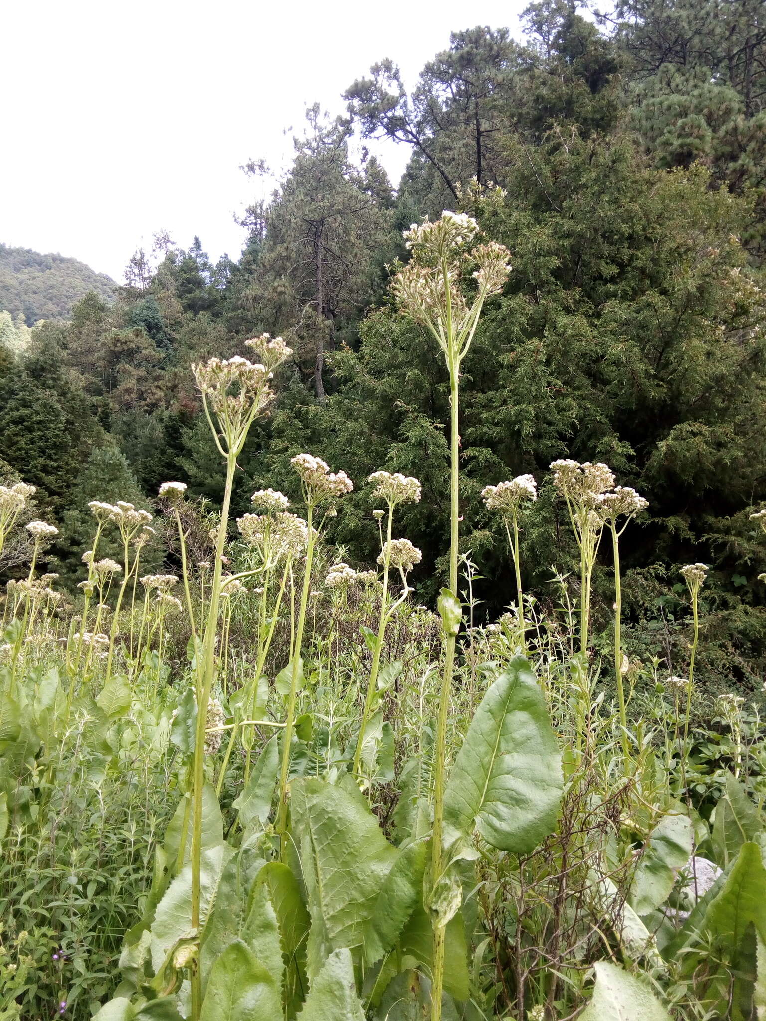 Image of Psacalium silphiifolium (B. L. Rob. & Greenm.) H. Rob. & Brettell