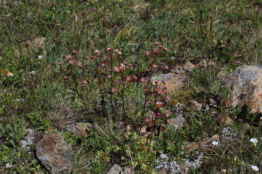 Image of Saxifraga kolenatiana Regel