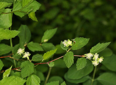 Neviusia cliftonii J. R. Shevock, B. Ertter & D. W. Taylor的圖片