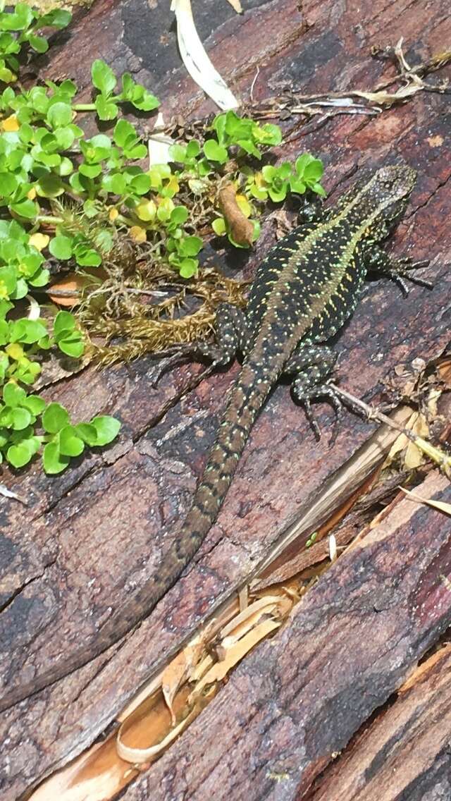 Image of Painted Tree Iguana