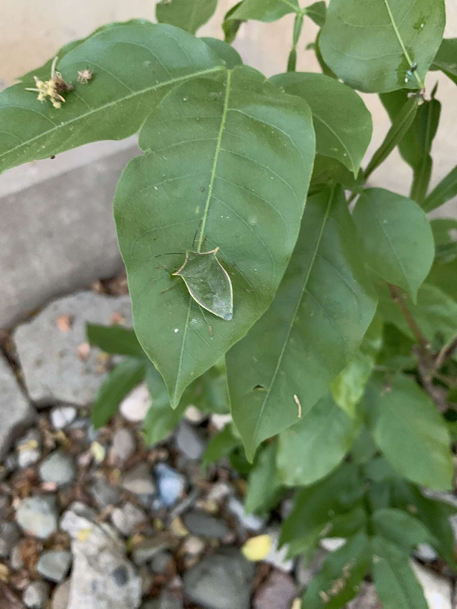 Image de Loxa viridis (Palisot 1811)