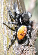 Image of Phidippus californicus Peckham & Peckham 1901