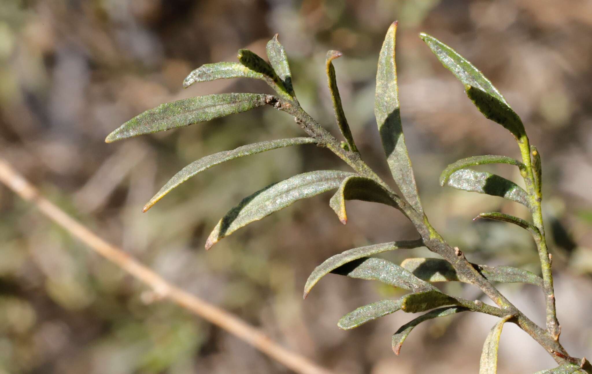 Image of Eremophila clarkei Oldfield & F. Muell.