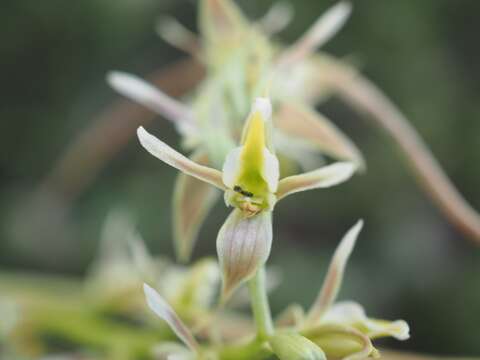 Image of Tarengo leek orchid