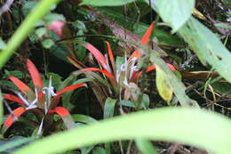 Image of Guzmania nidularioides L. B. Sm. & Read