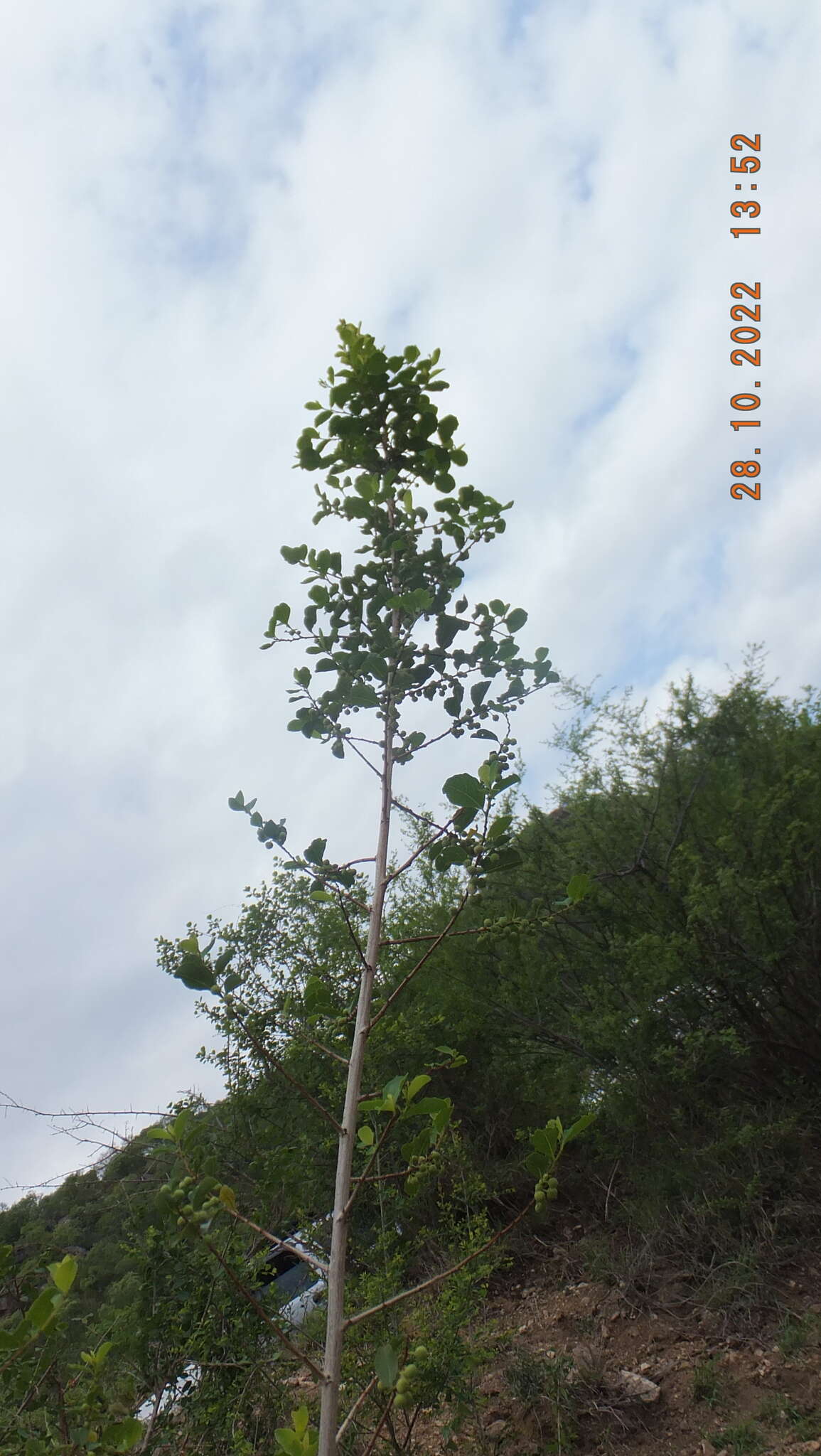 Imagem de Flueggea virosa subsp. virosa