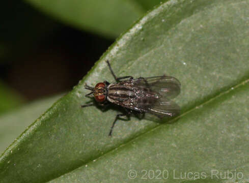 صورة Neodexiopsis paulistensis Albuquerque 1956