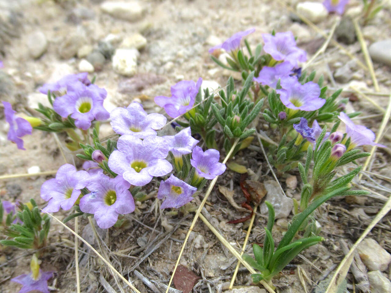 Image of Stevens' fiddleleaf