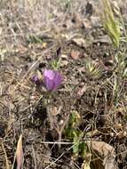 Image of fringed checkerbloom