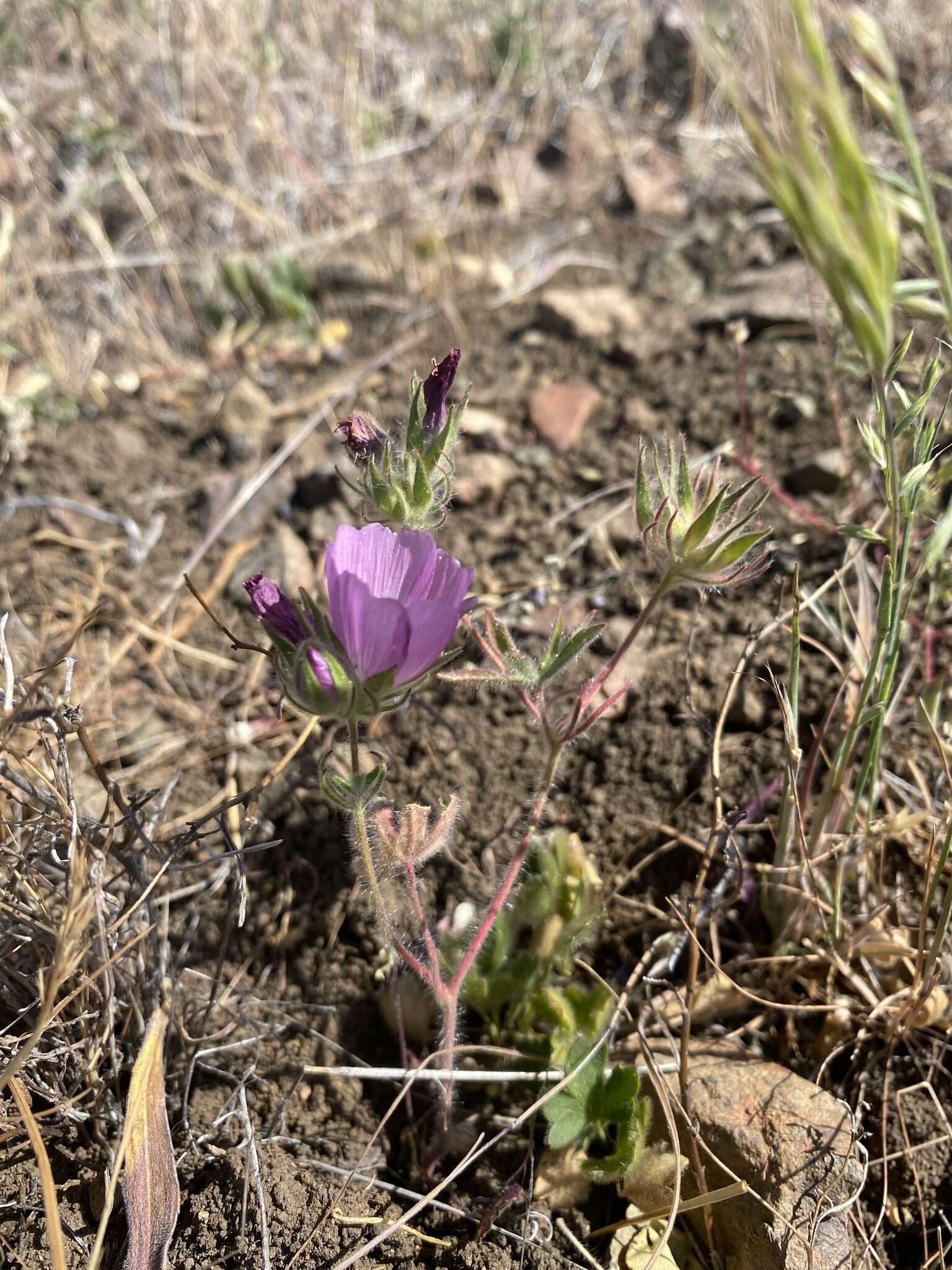 Image of fringed checkerbloom