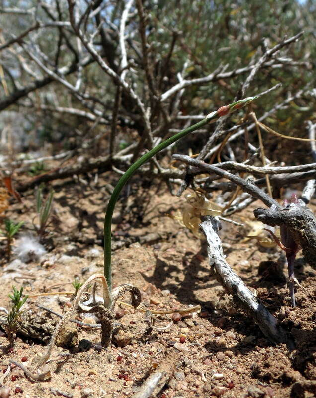 Image of Ornithogalum hispidum subsp. hispidum