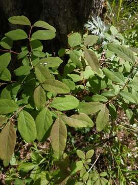 Imagem de Lonicera caerulea L.