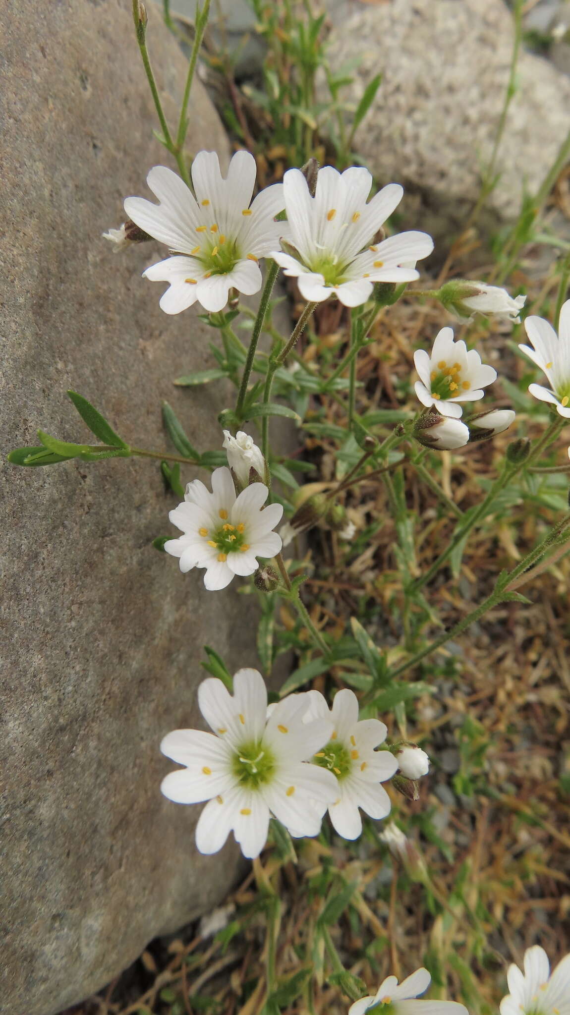 Plancia ëd Cerastium cerastoides (L.) Britton