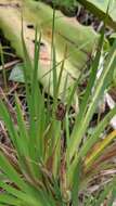 Orthrosanthus monadelphus Ravenna的图像