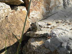 Image of Anatolian Rock Lizard