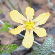 Image of Moraea maximiliani (Schltr.) Goldblatt & J. C. Manning