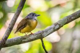Image of Yellow-bellied Bulbul
