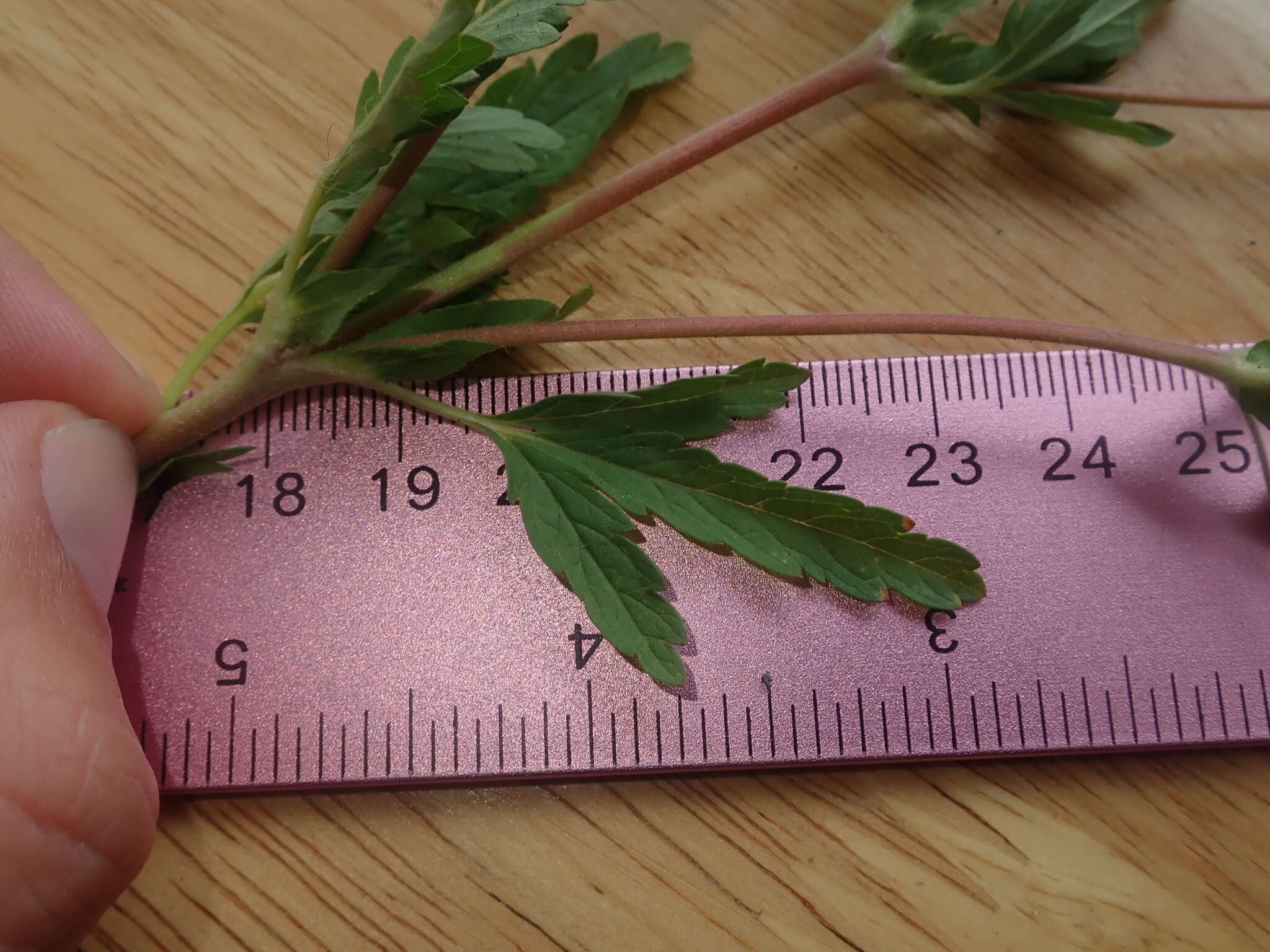 Image of brook cinquefoil