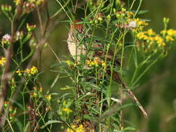 Image of Sphenoeacus afer natalensis Shelley 1882