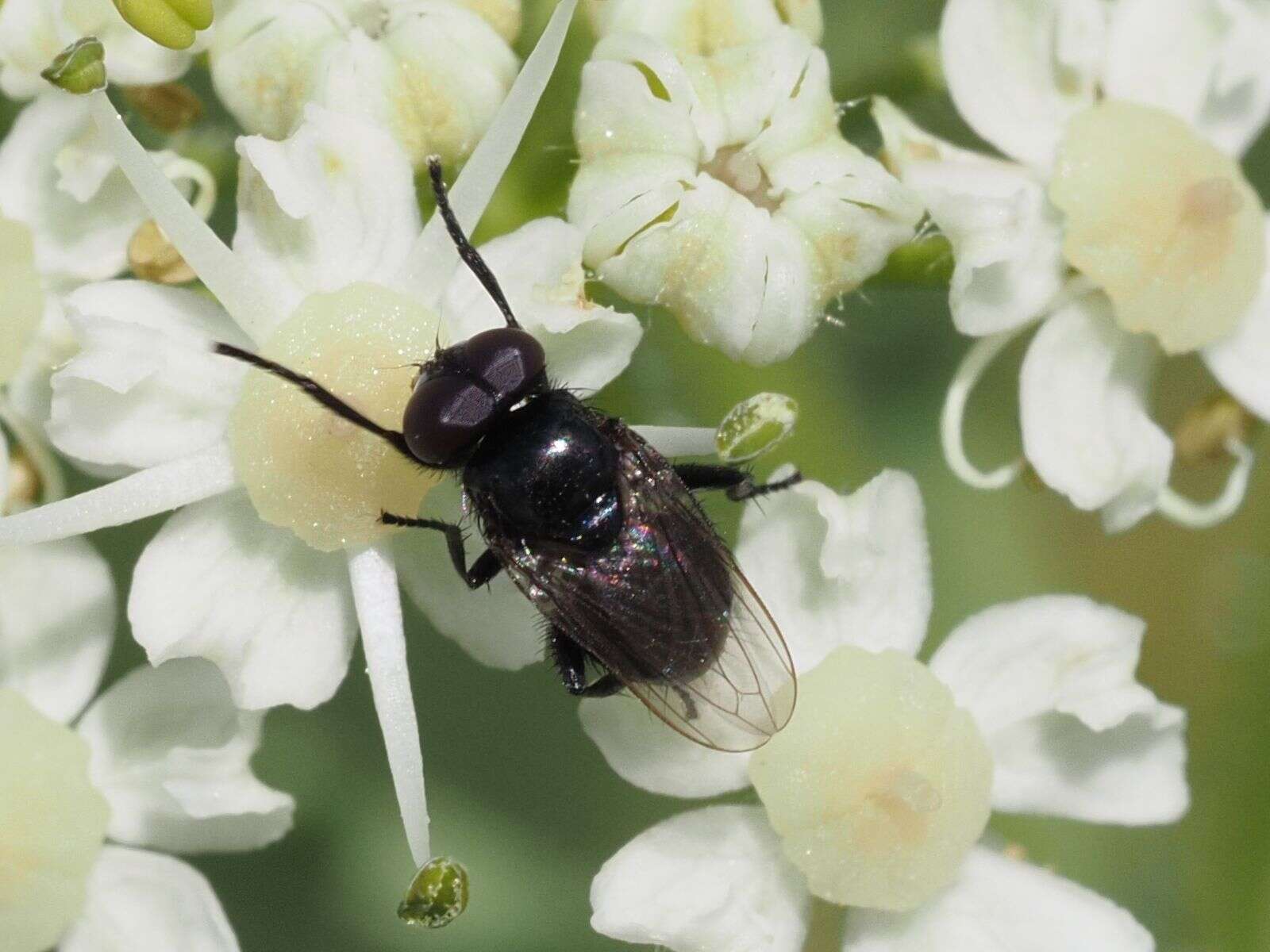 Image of Litophasia hyalipennis (Fallen 1815)