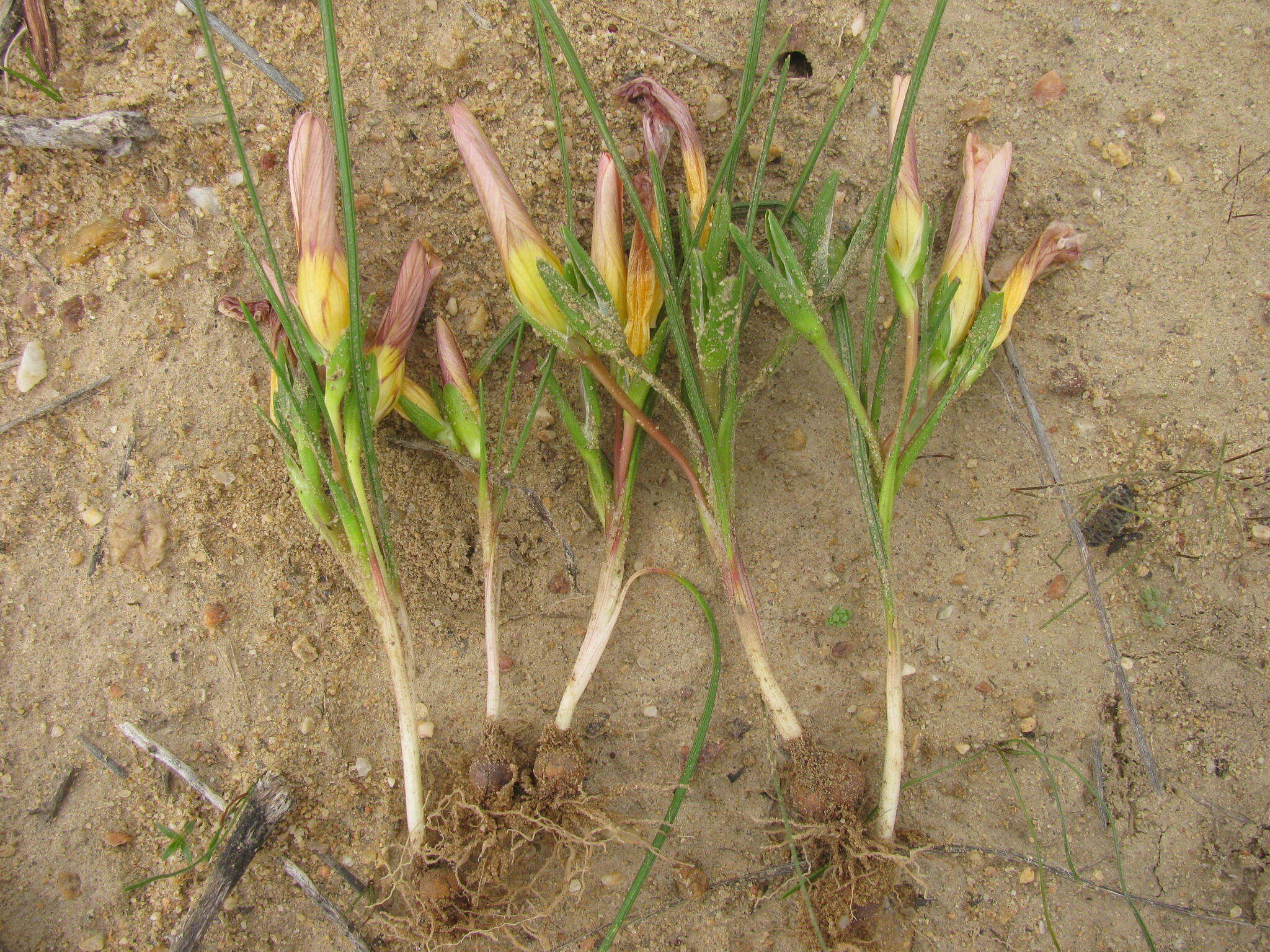 Image of Romulea setifolia var. aggregata M. P. de Vos