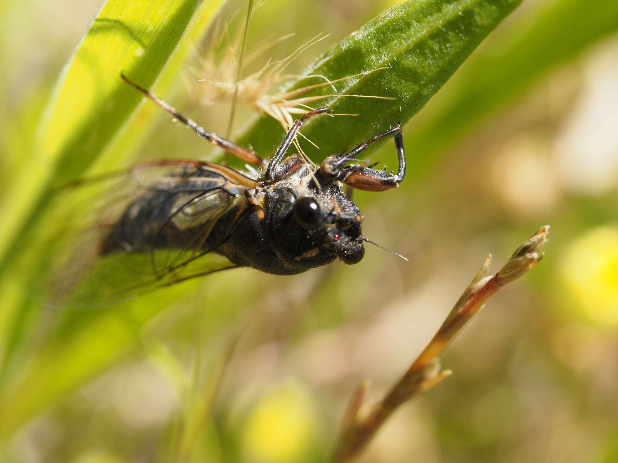 Image of Yoyetta loftyensis Popple & Emery 2020