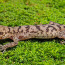 Image of Lawder’s bent-toed Gecko