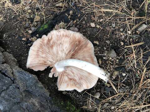 Image of Pluteus brunneidiscus Murrill 1917