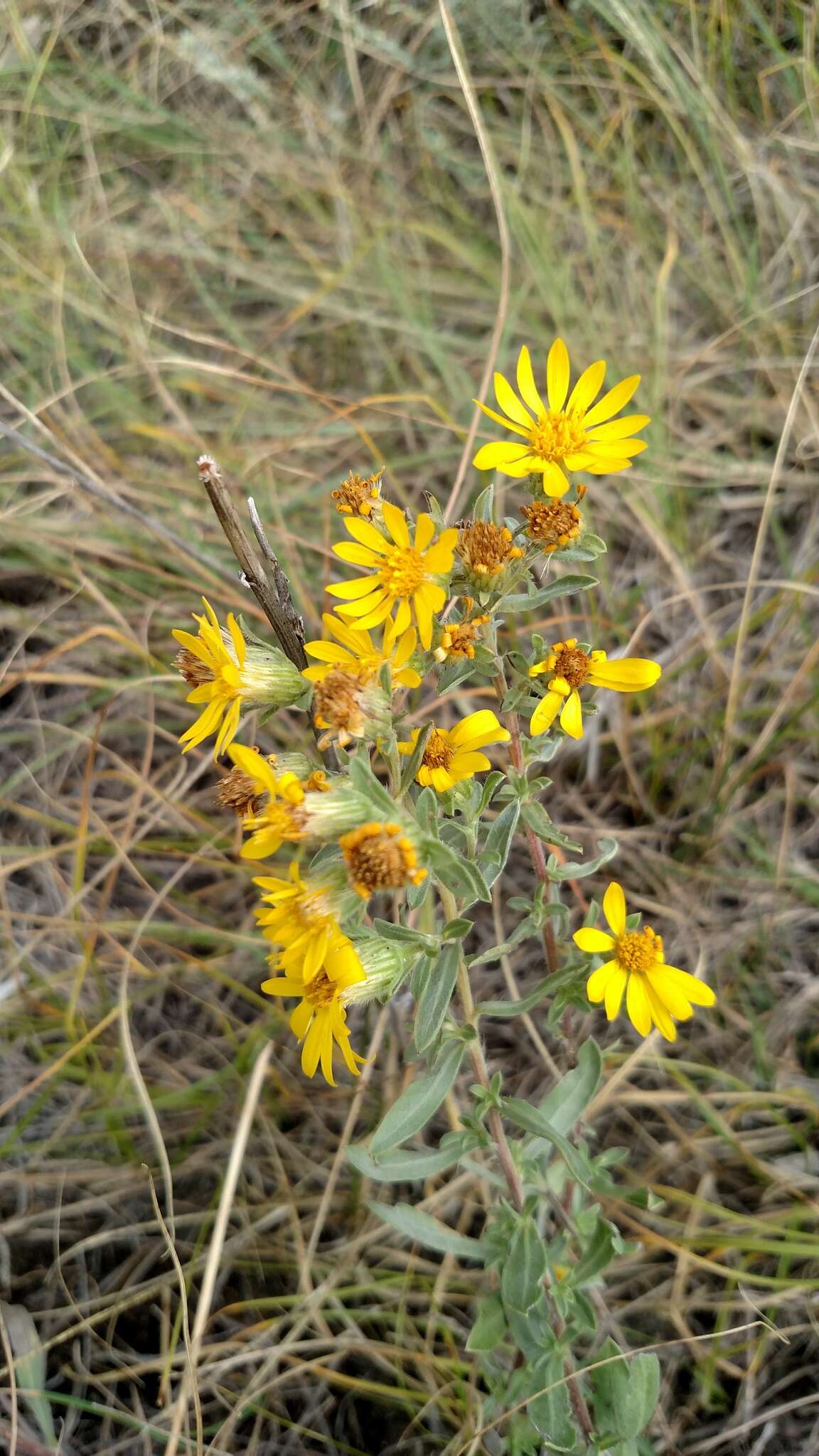 Image of hairy false goldenaster