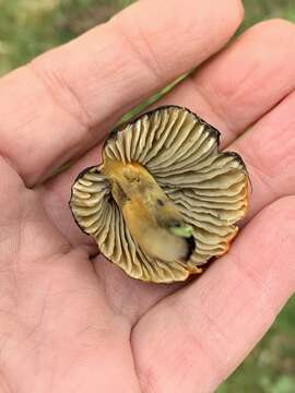 Image of Hygrocybe nigrescens (Quél.) Kühner 1926