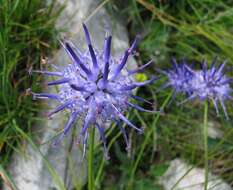 Image of Phyteuma scheuchzeri subsp. columnae (E. Thomas) Bech.