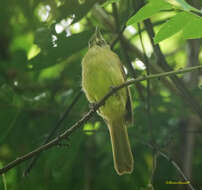 Image of Cachar Bulbul